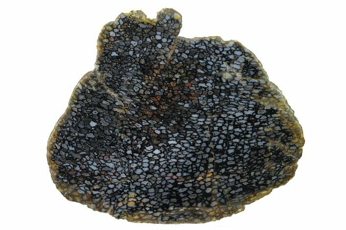 Polished, Black Petrified Palm Root Slab - Indonesia #151963